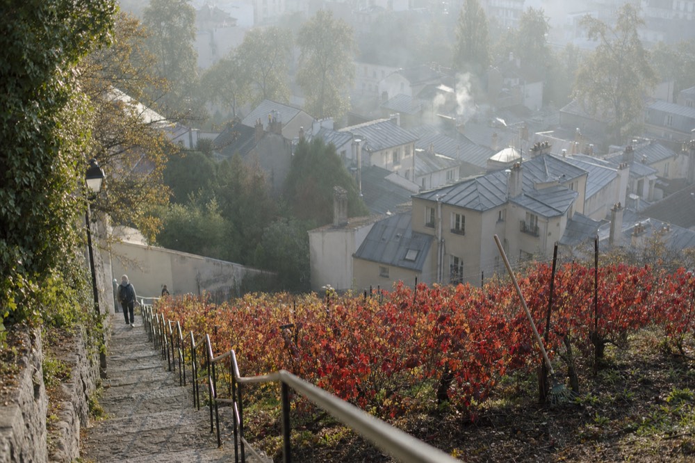Autumn vines line a steep Montmartre stairway with iron rails, a rake, misty zinc rooftops, trees, and two distant pedestrians.